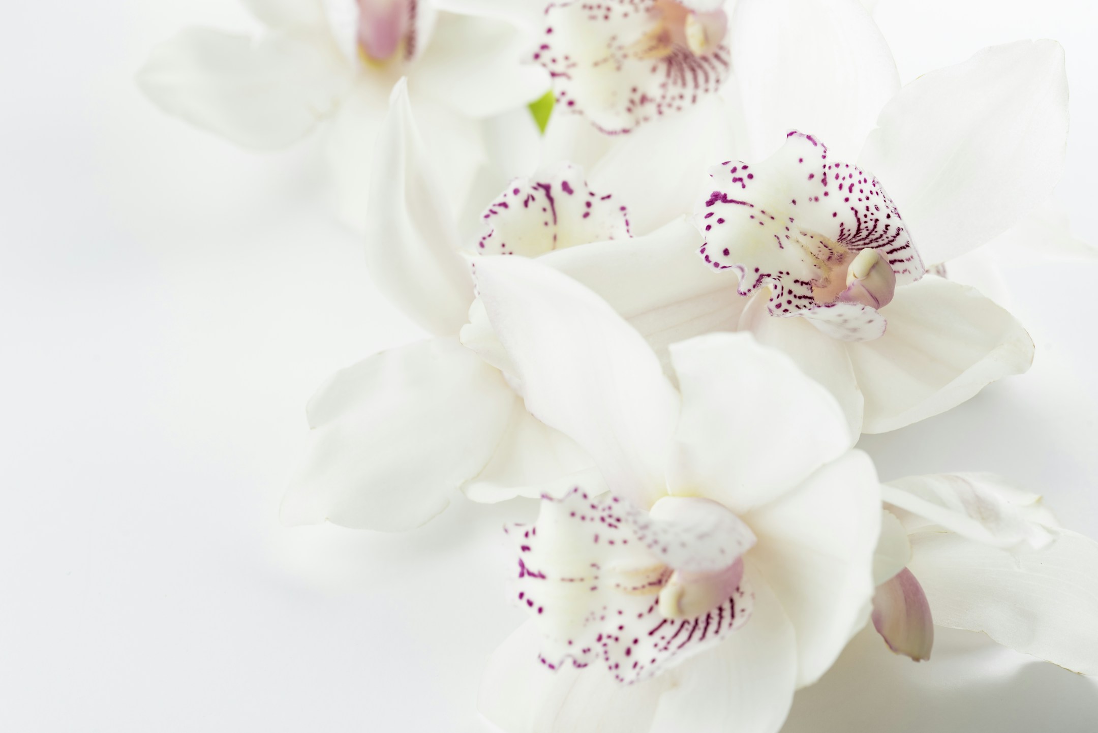Flowers from the original Clarity Creator website